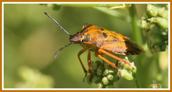 Insectes 01 0998