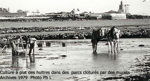 huitres-parcmur.jpg