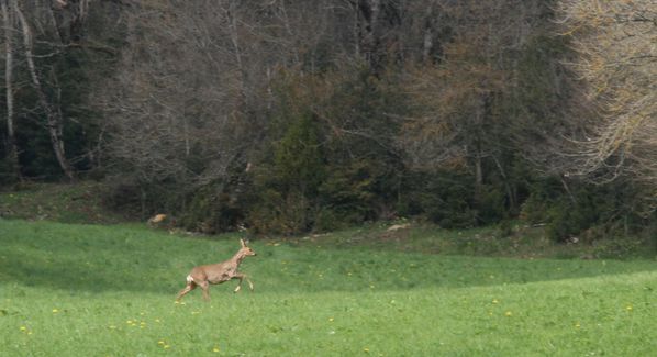 120420 Chevreuil 018