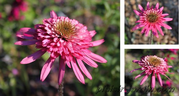 echinacea-purpurea--pink-double-delight.jpg