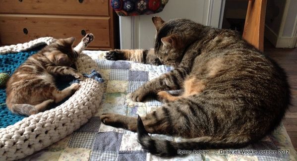 Daisy-et-Wookie-la-toilette.JPG