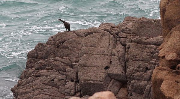 cormoran guettant son repas