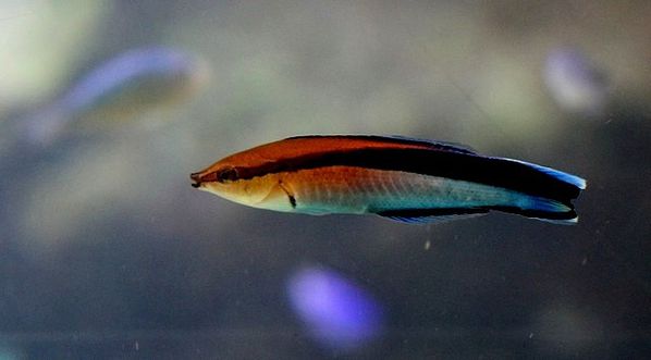 Labre nettoyeur commun Labroides dimidiatus