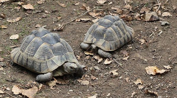 tortues grecques