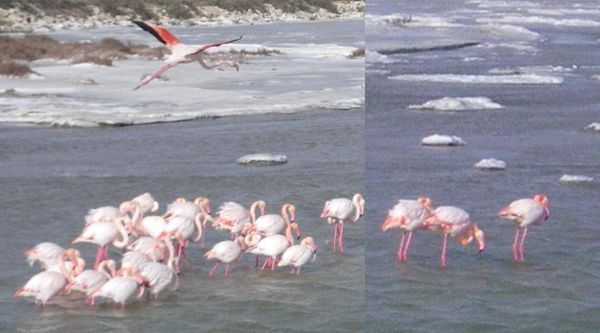 froid flamants roses dans mistral