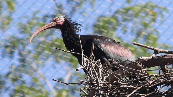 ibis chauve