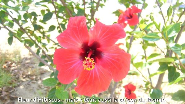 Hibiscus