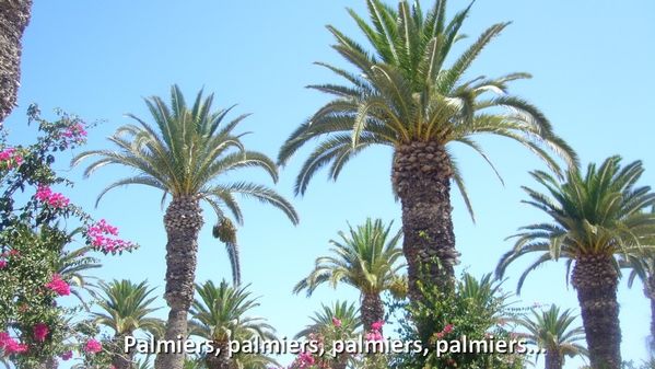 Palmiers