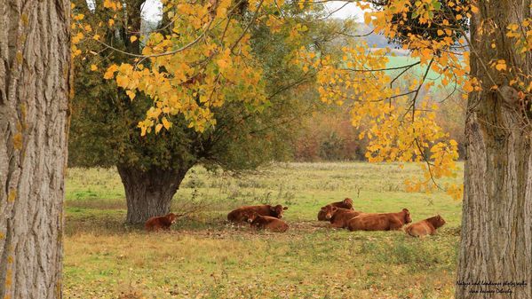 Paturage-d-automne-Picard-2.jpg