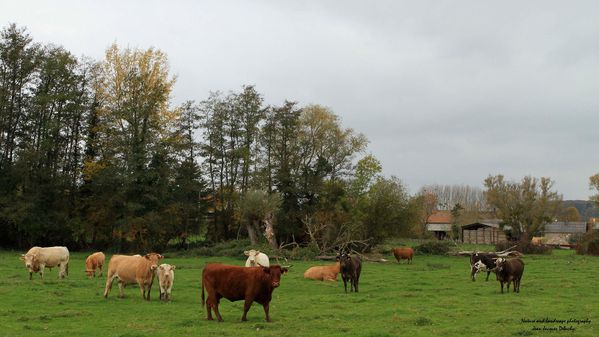 Paturage-d-automne-Picard-3.jpg