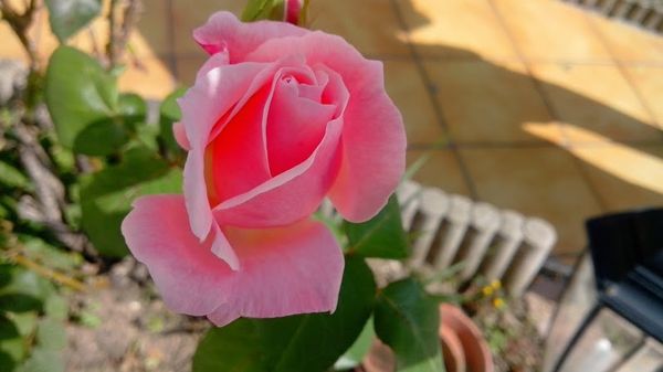 Fleurs-du-jardin-20130927_130805.jpg