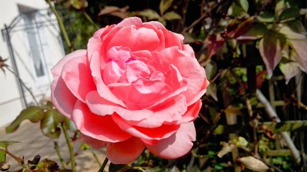 Fleurs-du-jardin-20130927_130827.jpg