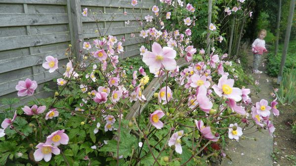 Les anémones du Japon - plaisir-jardin.com | Anemone du japon, Anémone,  Jardins