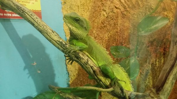 arche_aux_reptiles_planete_sauvage