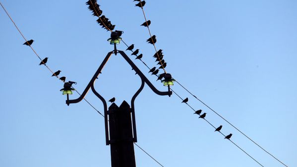 Oiseaux-sur-fils-electriques.jpg