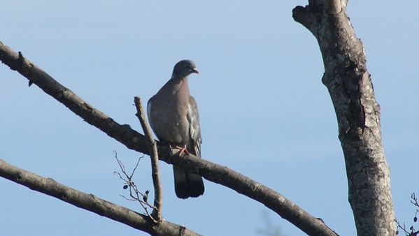 pigeon ramier