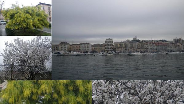 hiver chaud glacial Marseille 2011 01 11mimosa et amandier