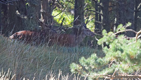 b10-34 Biche, faon, cerf 8 cors 14