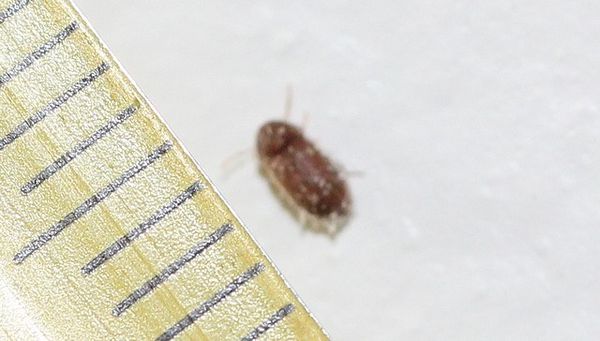 anobiidae vrillette du pain (7)