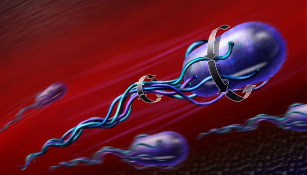 moteurs moleculaires 1