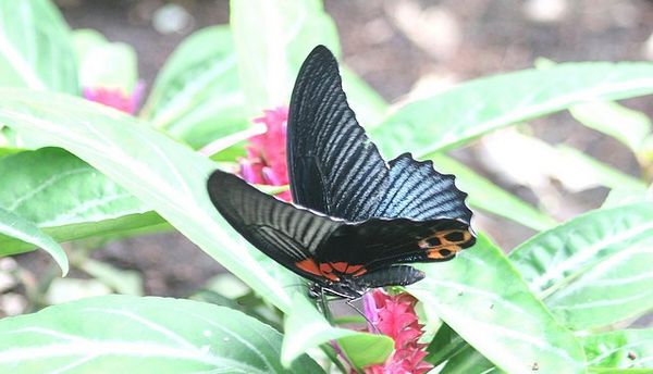 Papilio memnon ... mâle (3)