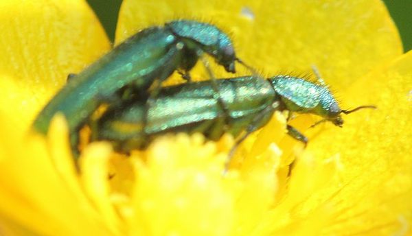 psilothrix viridicoeruleus