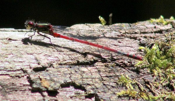 Pyrrhosoma nymphula