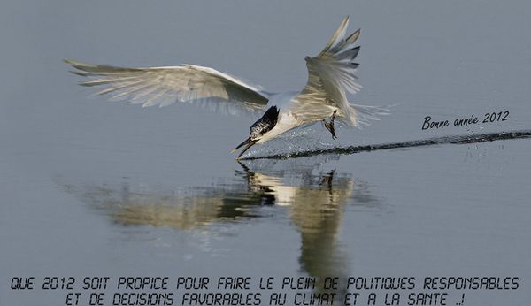 blog Voeux 2012