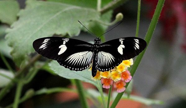 heliconius doris (3)