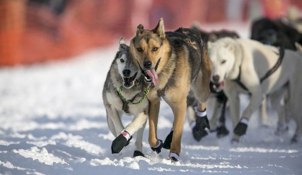 sem13mara-Z18-chien-alaska.jpg