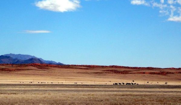 Namib Rand Nature