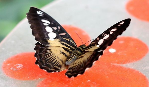 parthenos sylvia