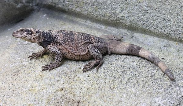 chuckwalla (4)