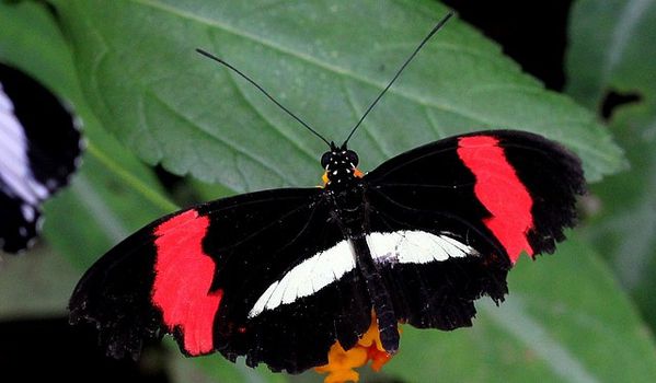 Heliconius erato (2)