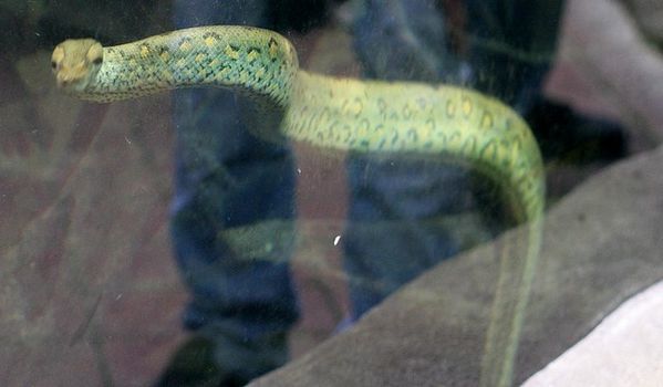 anaconda jaune 4