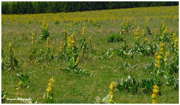 Cantal Aubrac gentianes