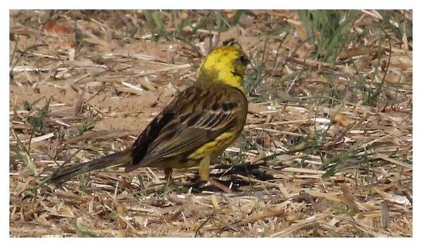 bruant jaune