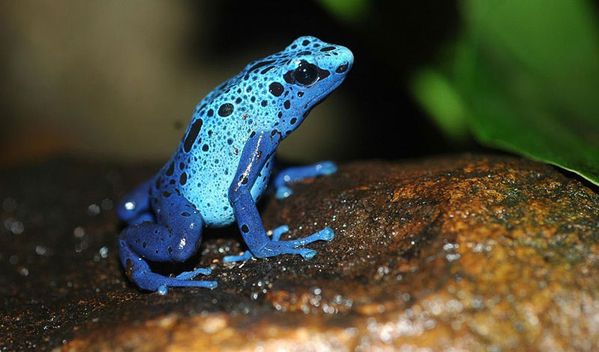 Blue-poison-dart-frog.jpg