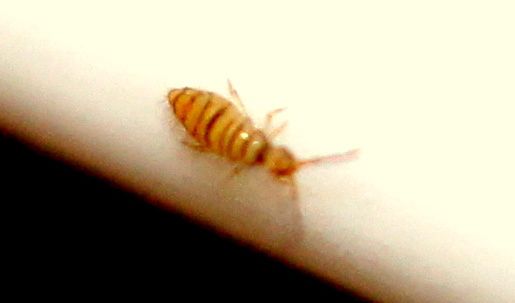 Collembolle-Entomobrya-multifasciata.JPG