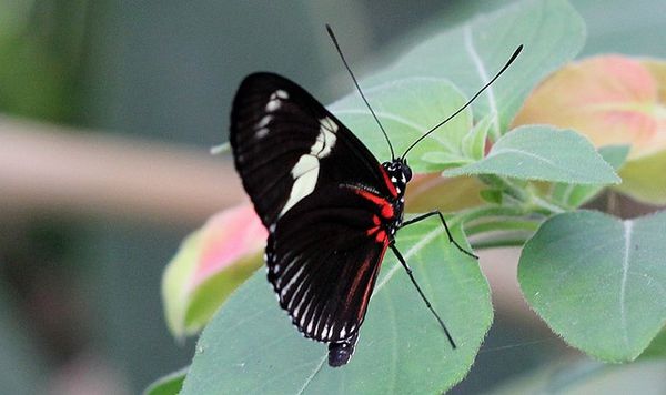 10-aout-2012-papillons-La-Queue 0808