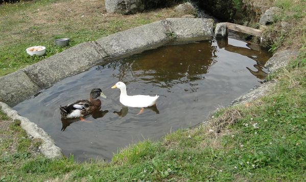canard et oie