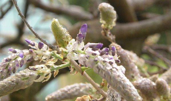 glycine1
