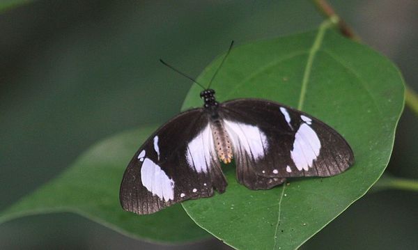 Heliconius (3)