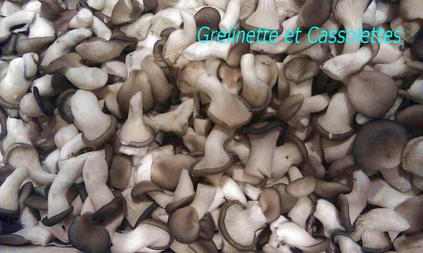 Pleurotes T