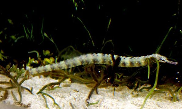 syngnathes corytoichtys intestinalis (3)