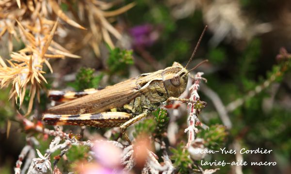 chorthippus-binotatus 6318cc