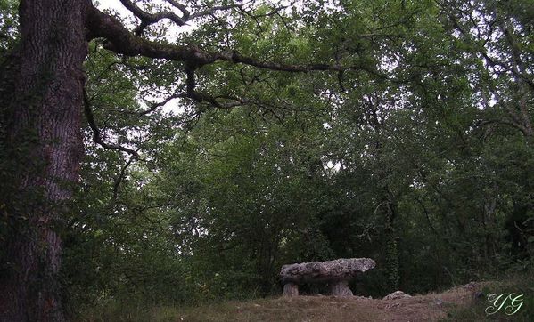 forêt