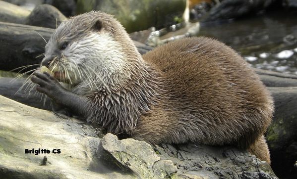 loutre5