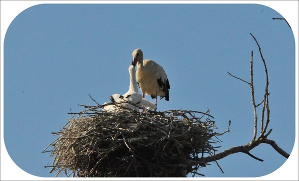 Cigognes-a-Portiragnes-juin-2011-2.jpg