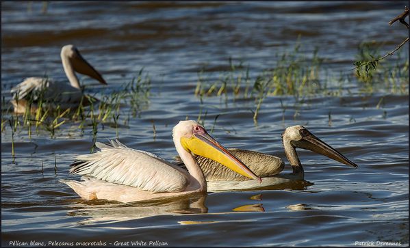 OT3A8784Pelicans900Cadre.jpg